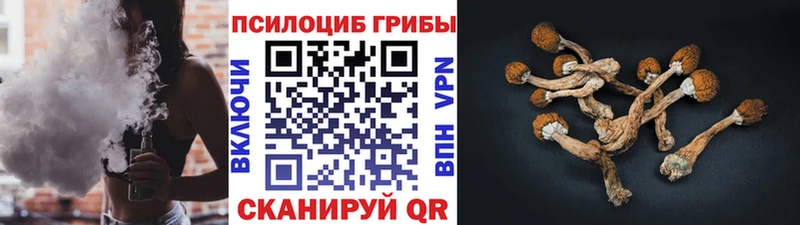 Купить  Вичуга  Псилоцибиновые грибы Psilocybine cubensis 